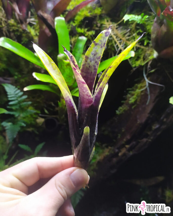 Neoregelia Smudge Pot
