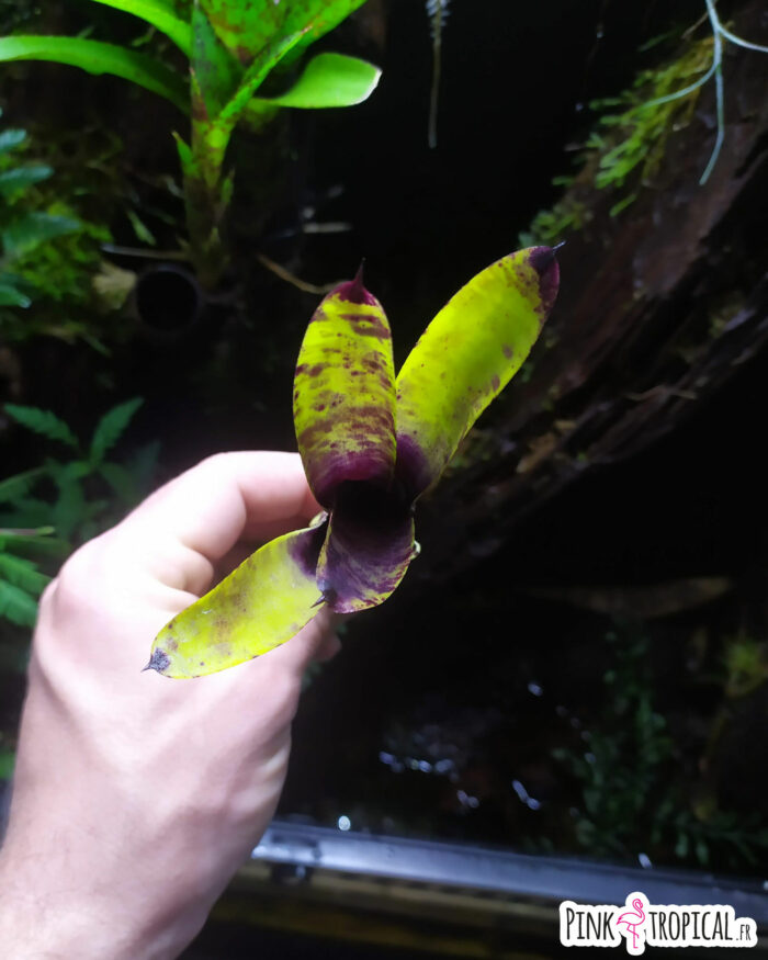 Neoregelia Smudge Pot – Image 2
