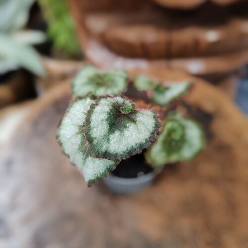 Begonia rex sp 2