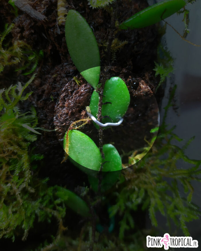 Lot de 10 attaches pour plantes en fer – Image 2