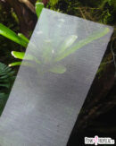 Gaze inox "drosoproof" - Bande de 10cm x 100cm