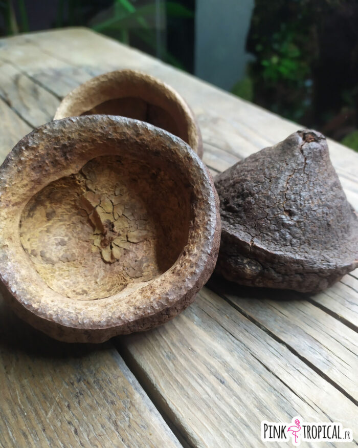 Gousse de Chapeuzinho à l'unité – Image 2