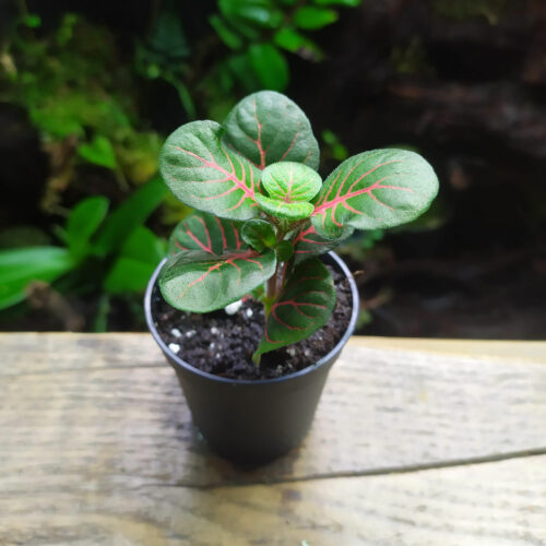 Fittonia verschaffeltii sp