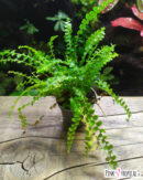 Fougère - Nephrolepis cordifolia "Duffy"