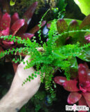Fougère - Nephrolepis cordifolia "Duffy"
