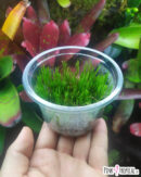 Pot de mousse "Taxiphyllum Berbieri" sur sphaigne