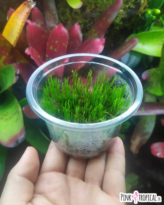 Pot de mousse "Taxiphyllum Berbieri" sur sphaigne