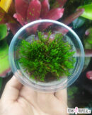 Pot de mousse "Taxiphyllum Berbieri" sur sphaigne