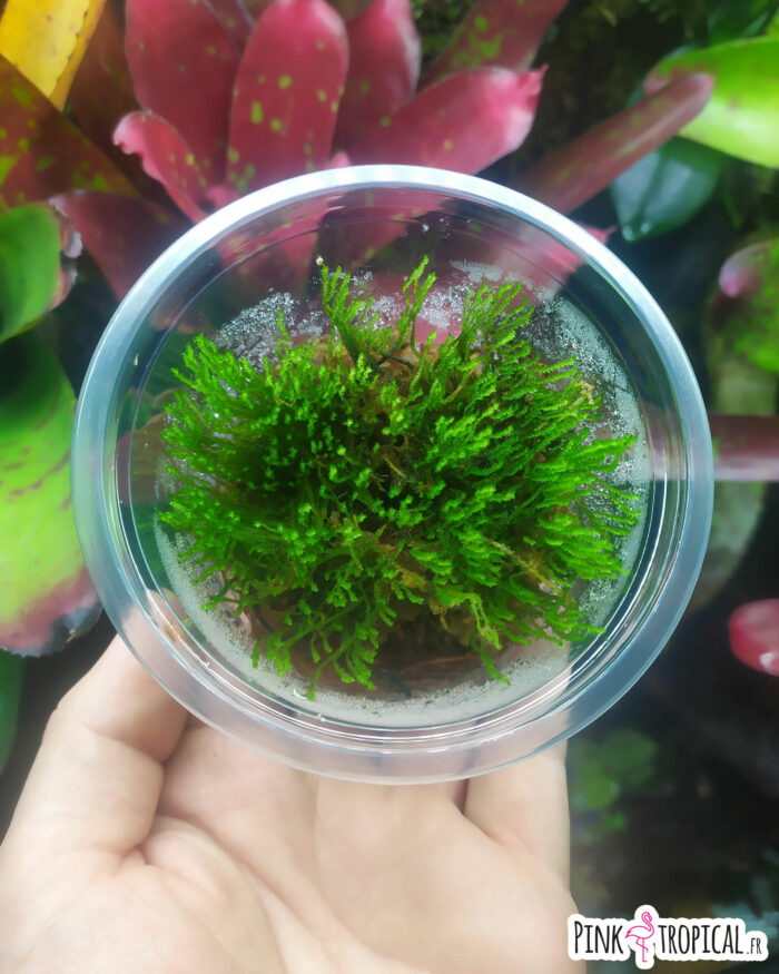 Pot de mousse "Taxiphyllum Berbieri" sur sphaigne – Image 2