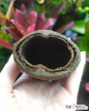 Cosse de palmier ou "Palm pod" à l'unité
