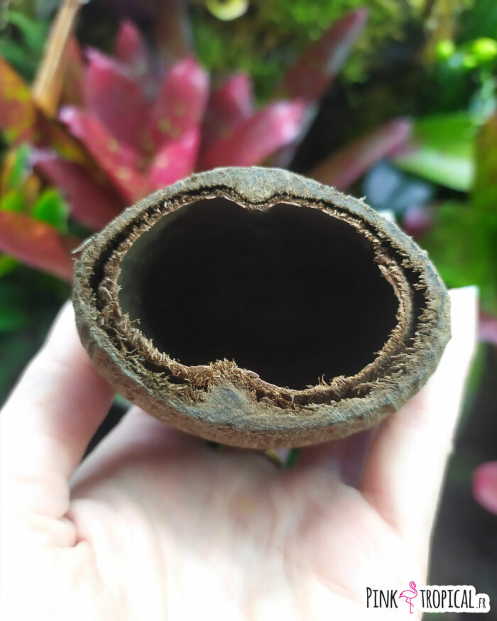 Cosse de palmier ou "Palm pod" à l'unité – Image 3