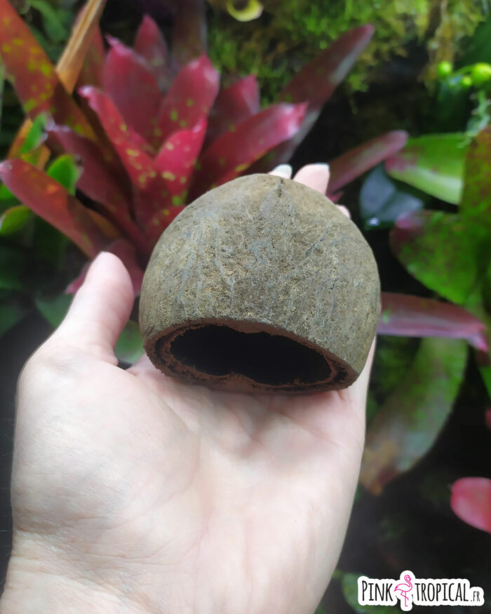 Cosse de palmier ou "Palm pod" à l'unité