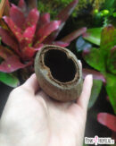 Cosse de palmier ou "Palm pod" à l'unité