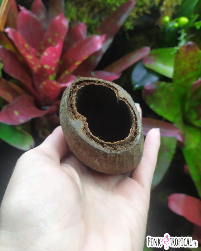 Cosse de palmier ou "Palm pod" à l'unité – Image 2