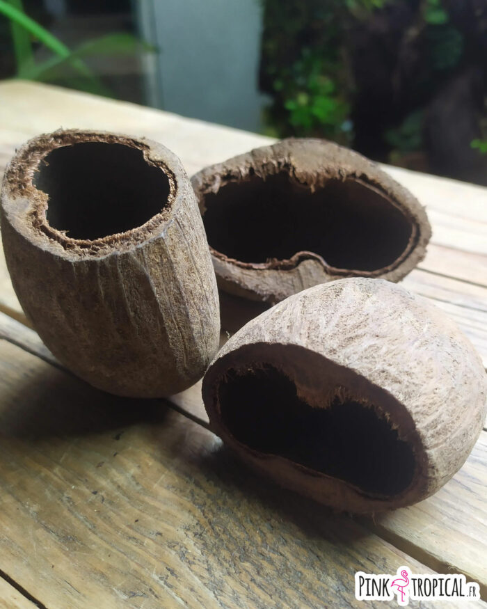 Cosse de palmier ou "Palm pod" à l'unité – Image 4