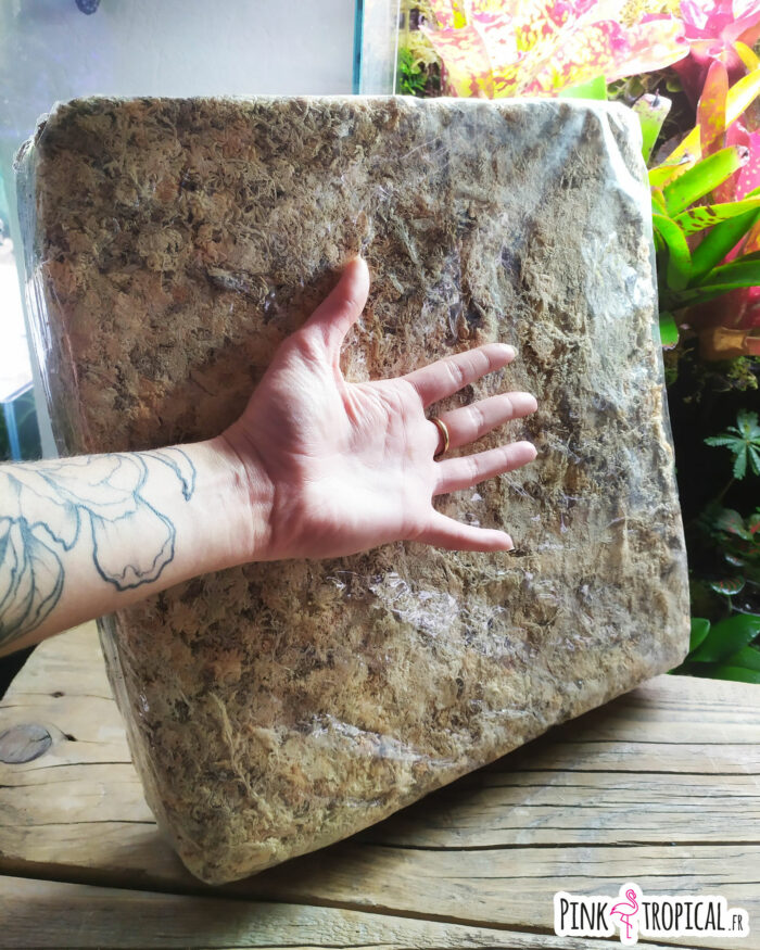 Sphaigne déshydratée de Madagascar - 1kg – Image 2