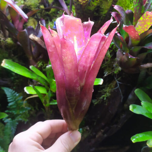 Neoregelia Skittle