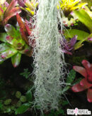 Tillandsia usneoides - environ 30cm