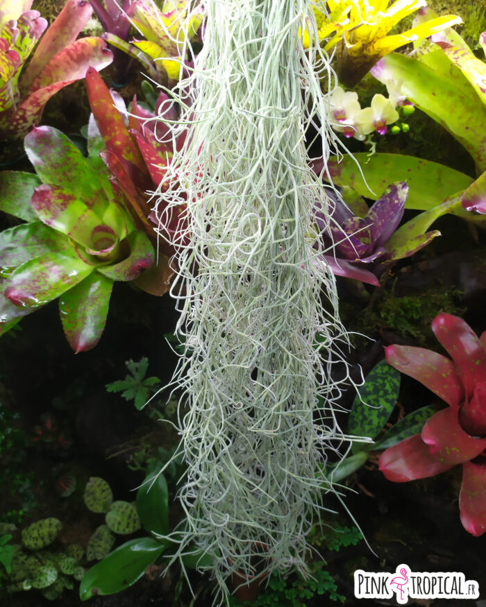 Tillandsia usneoides - environ 30cm