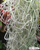 Tillandsia usneoides - environ 30cm