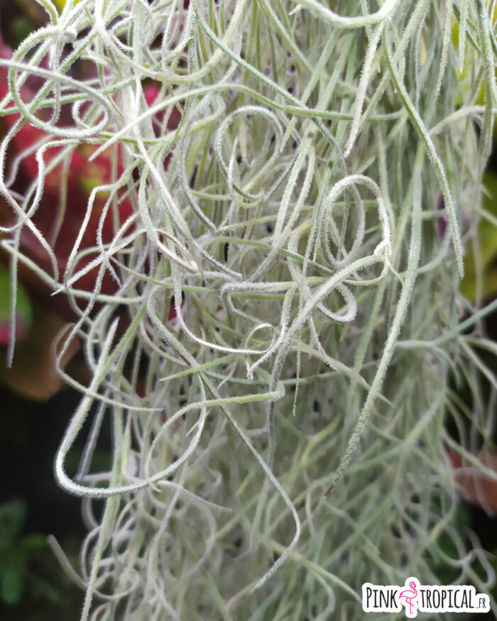 Tillandsia usneoides - environ 30cm – Image 2