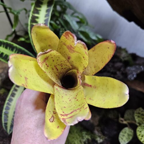 Neoregelia Candelabra