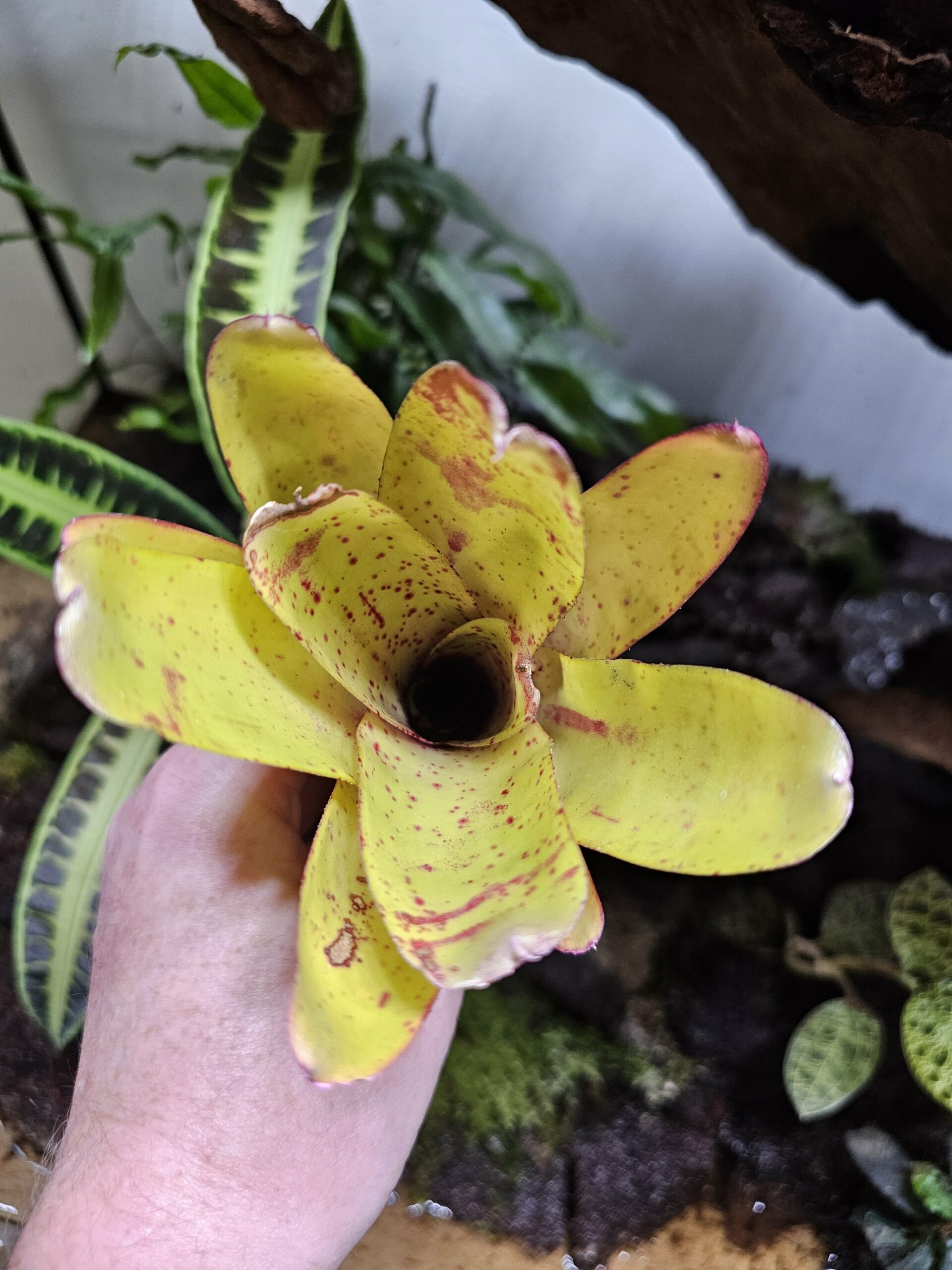 Neoregelia Candelabra