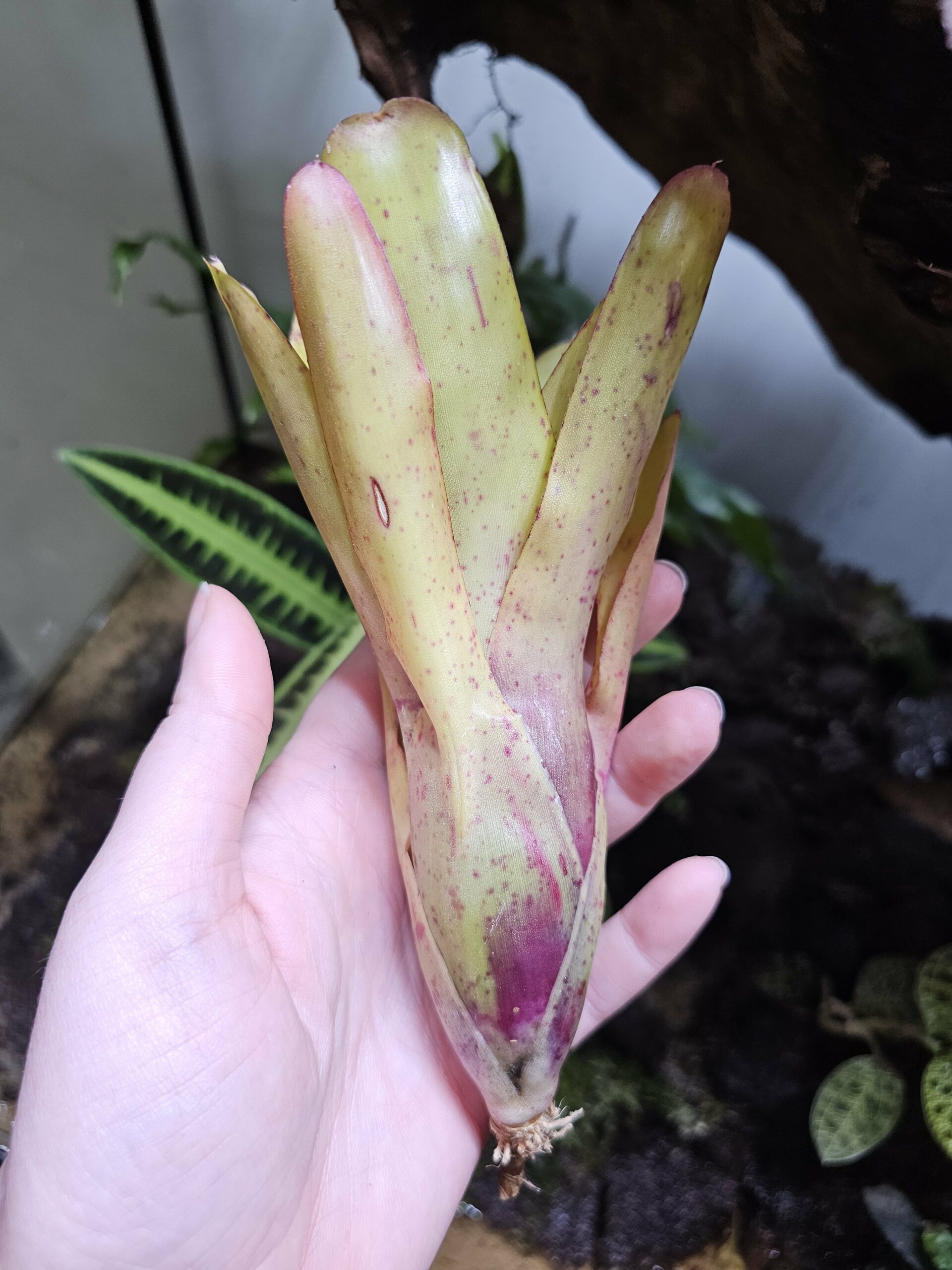 Neoregelia Candelabra – Image 2