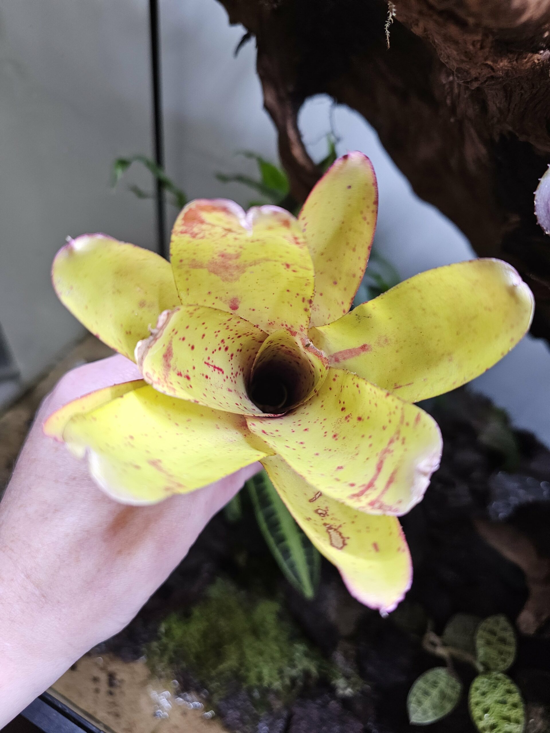 Neoregelia Candelabra – Image 3