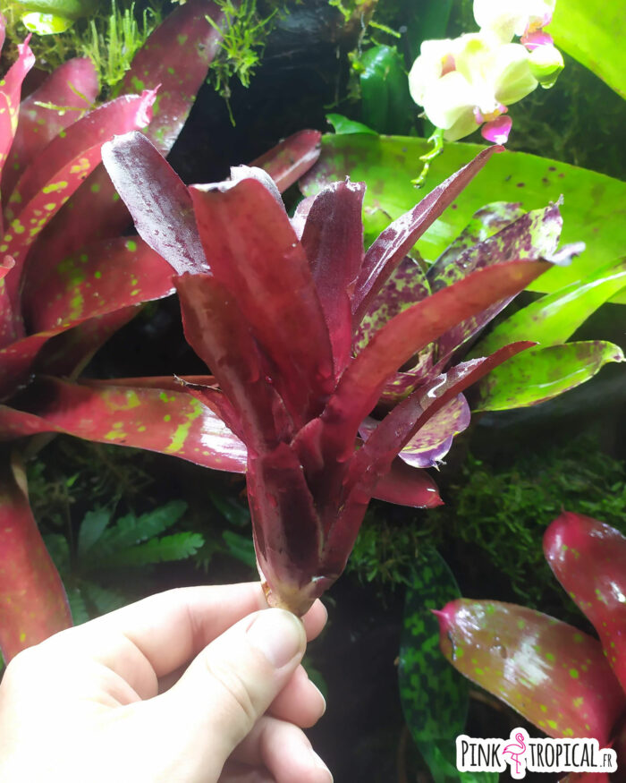 Neoregelia Amazon