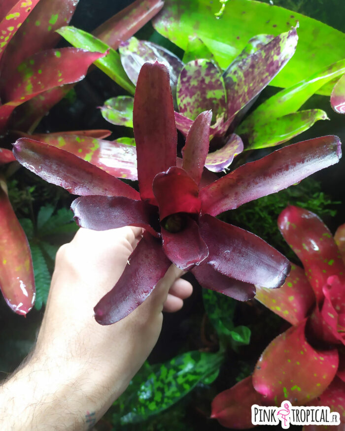 Neoregelia Amazon – Image 2