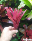 Neoregelia hojo rojo