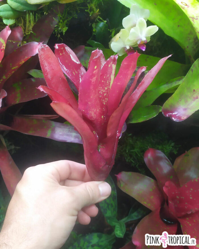 Neoregelia hojo rojo