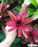 Neoregelia hojo rojo