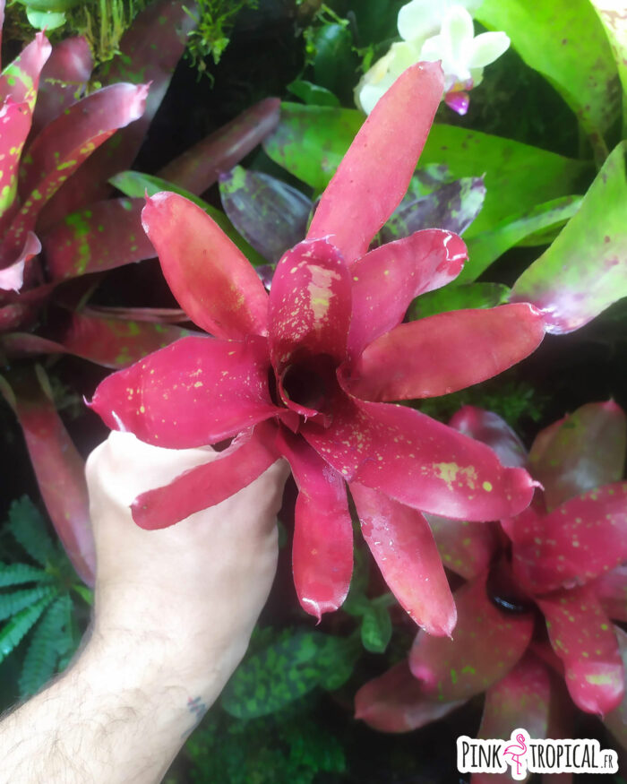 Neoregelia hojo rojo – Image 2
