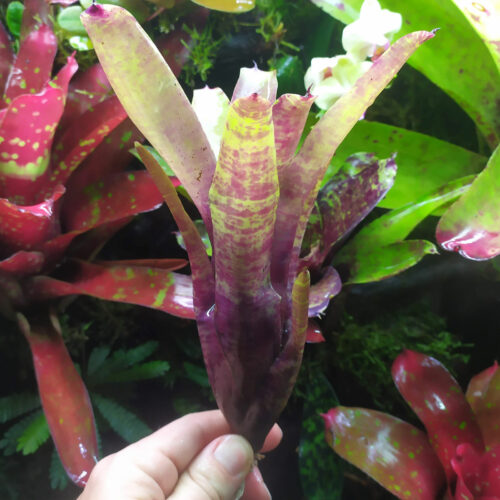 Neoregelia smithii x Blueberry Muffin