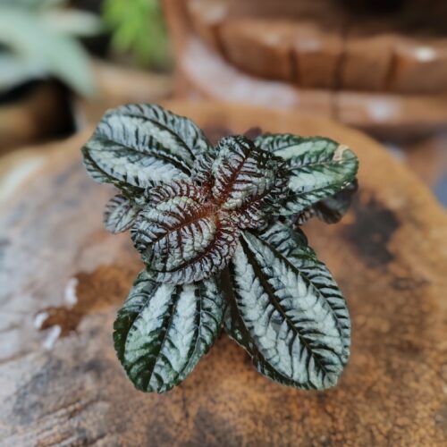 Pilea involucrata 'liner'