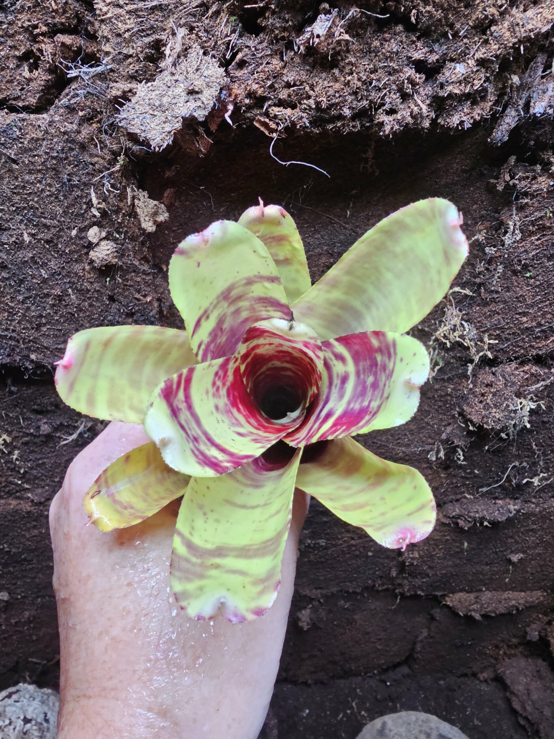 Neoregelia Screaming Tiger – Image 3