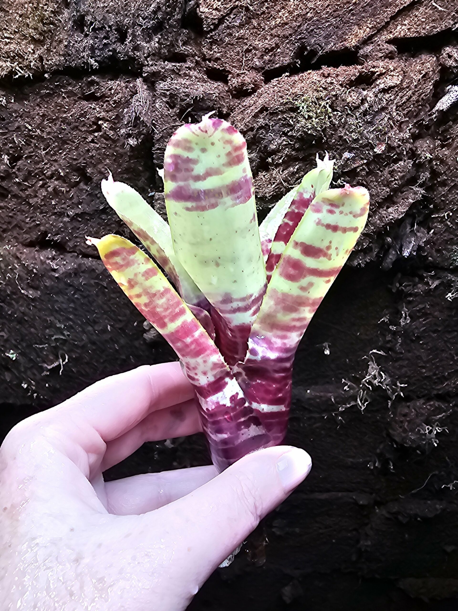 Neoregelia Screaming Tiger – Image 2