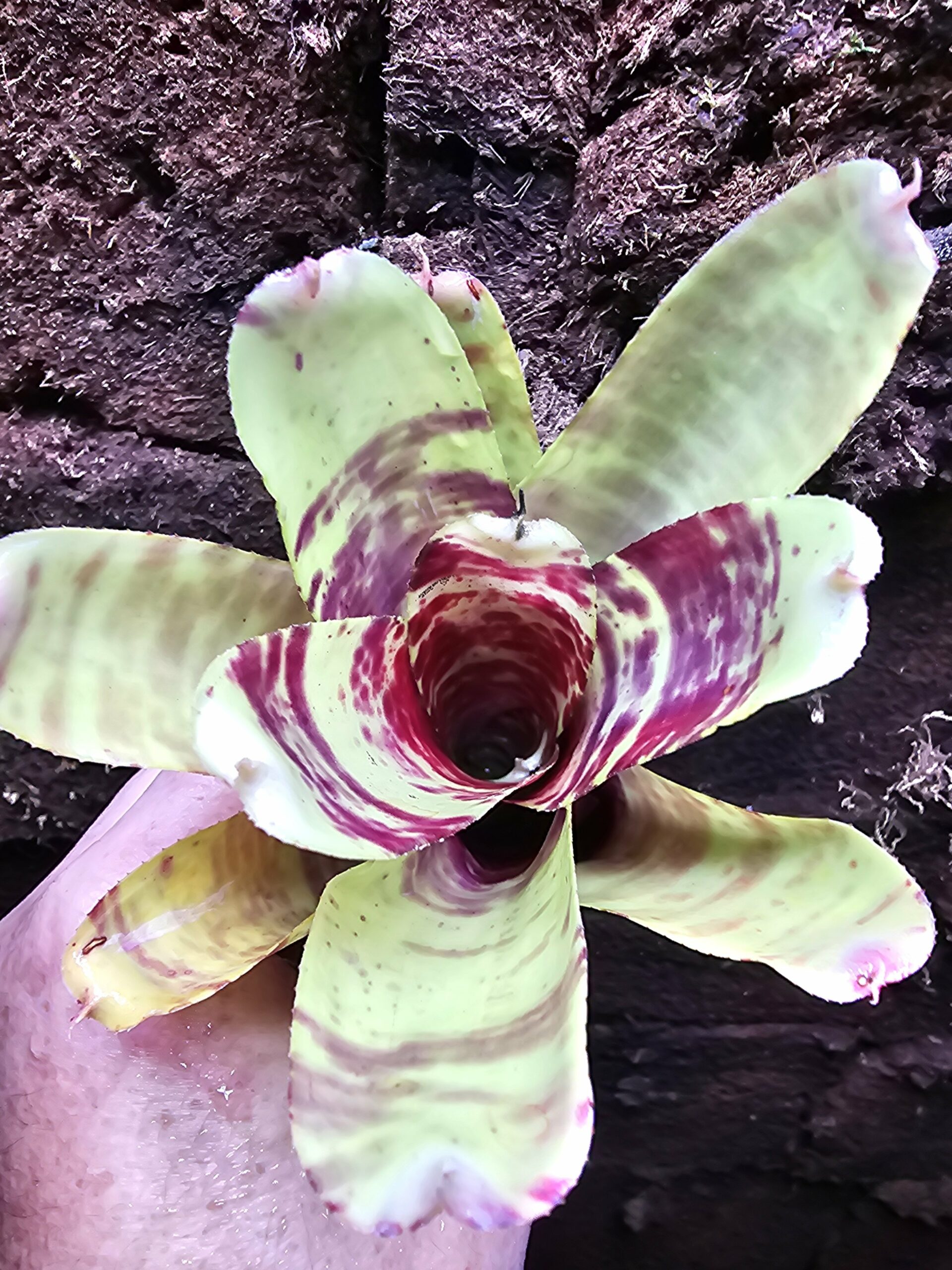Neoregelia Screaming Tiger