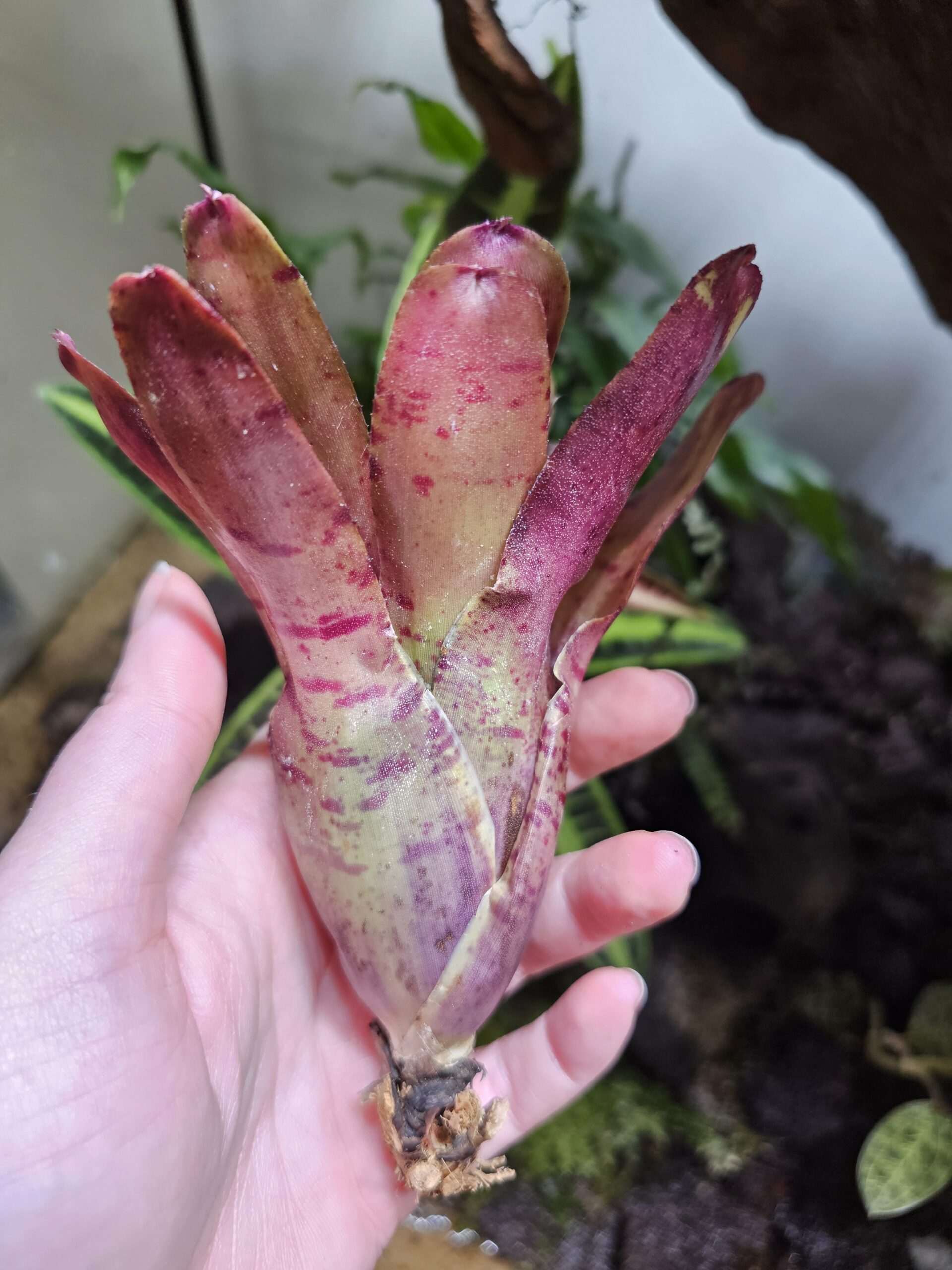 Neoregelia Rubrifolia – Image 2