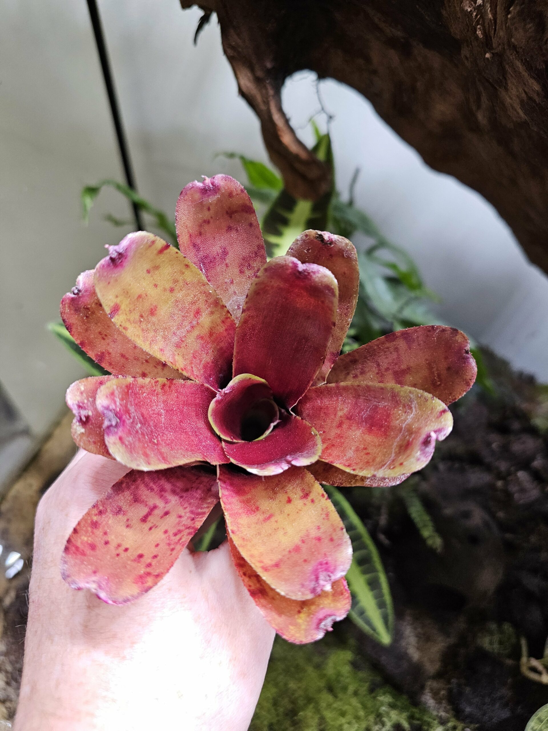 Neoregelia Rubrifolia – Image 3
