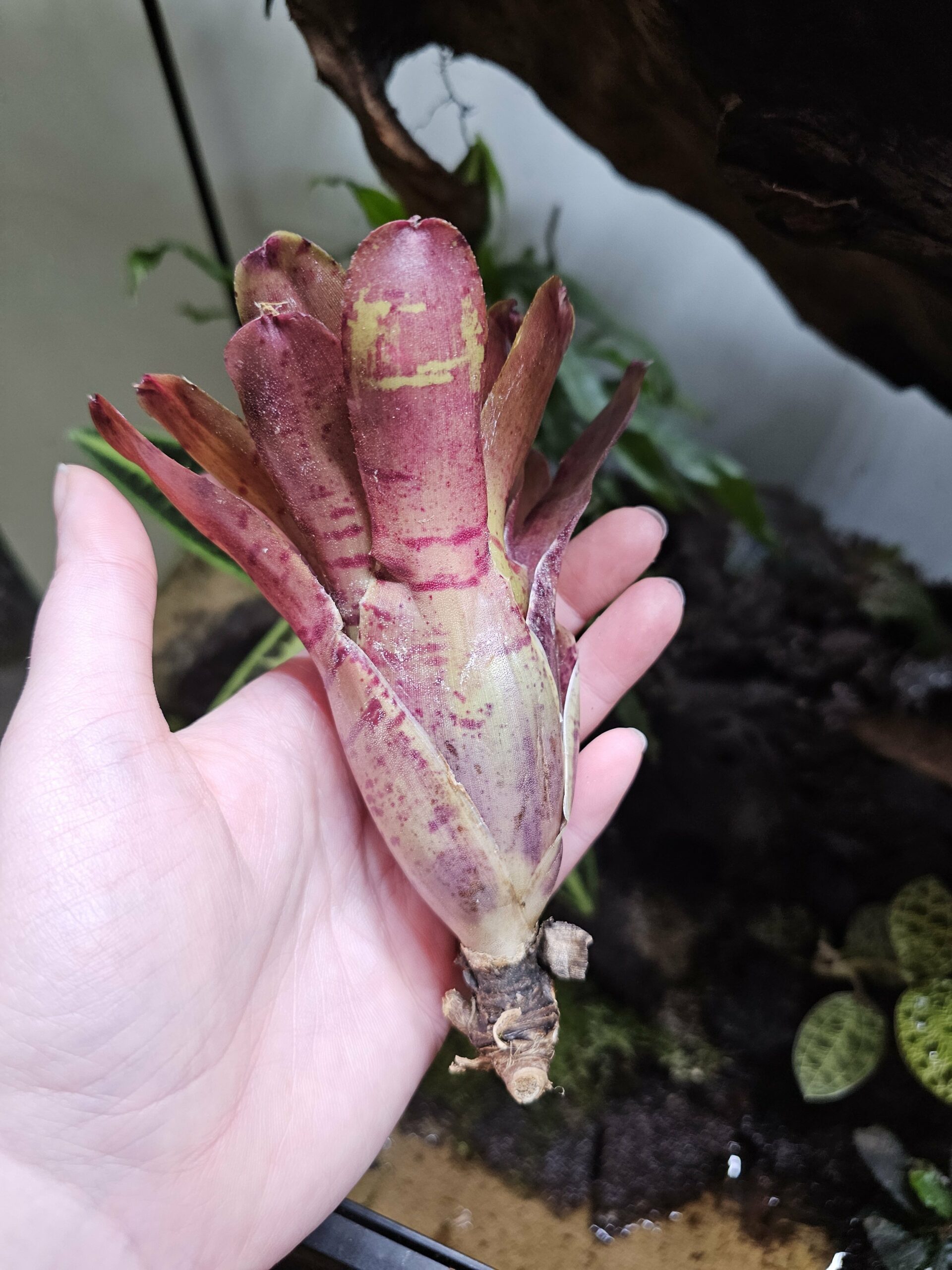 Neoregelia Rubrifolia – Image 4