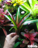 Neoregelia peviento