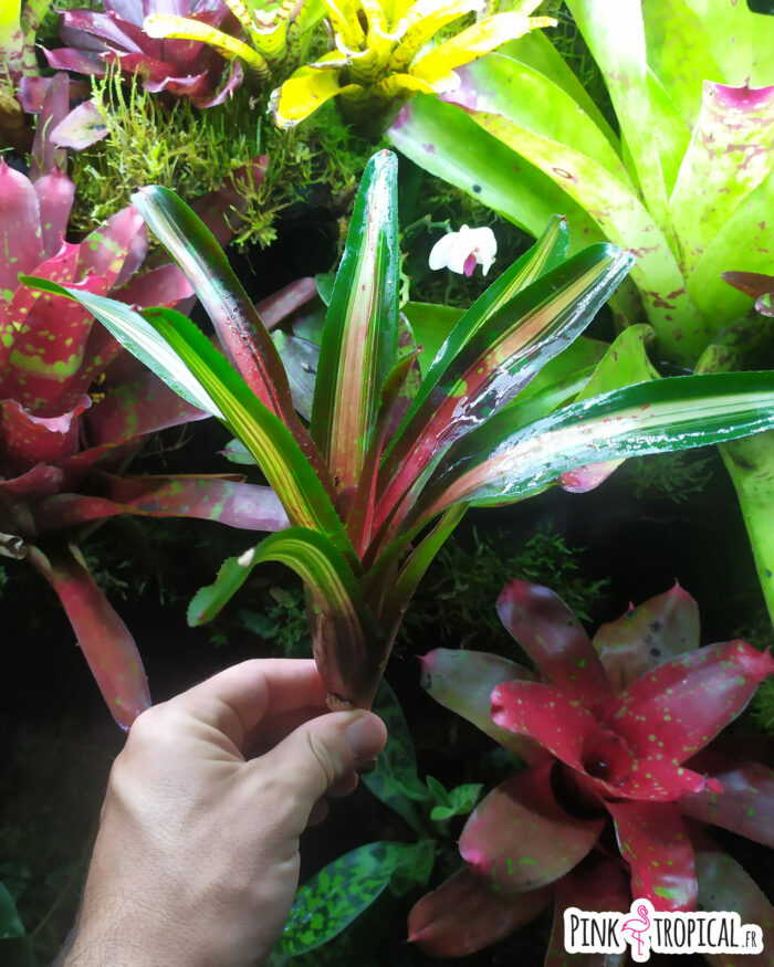 Neoregelia peviento