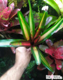 Neoregelia peviento