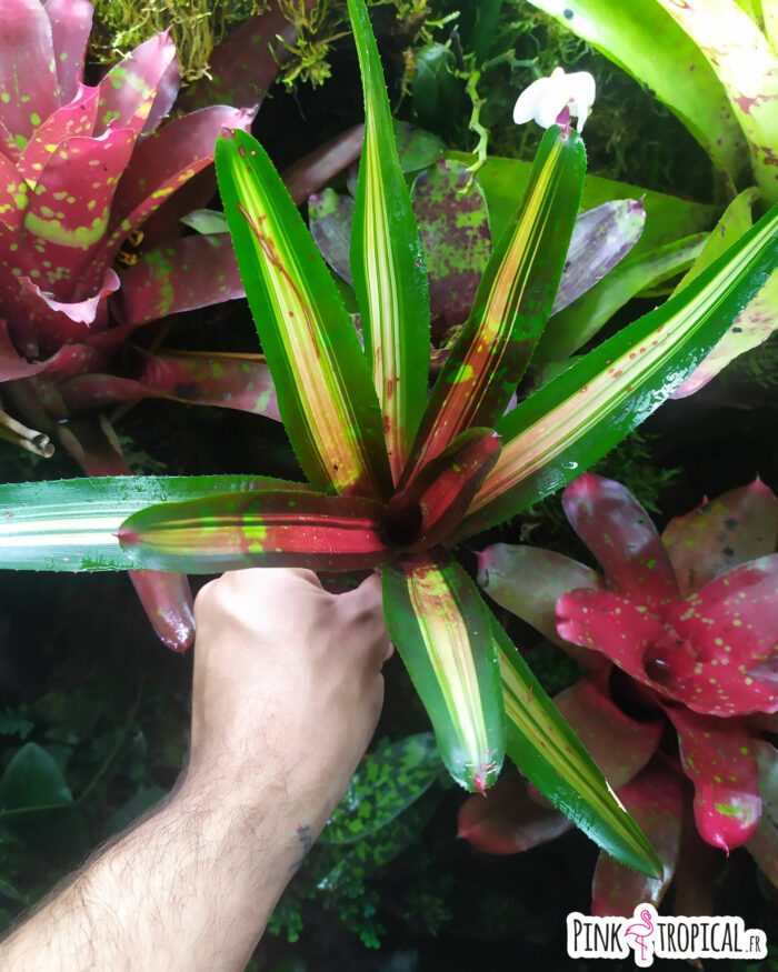 Neoregelia peviento – Image 2