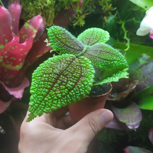 Pilea involucrata "Moon valley"