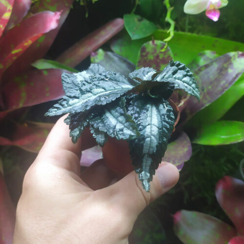 Pilea involucrata 'liner'