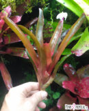Neoregelia Rien's Pride